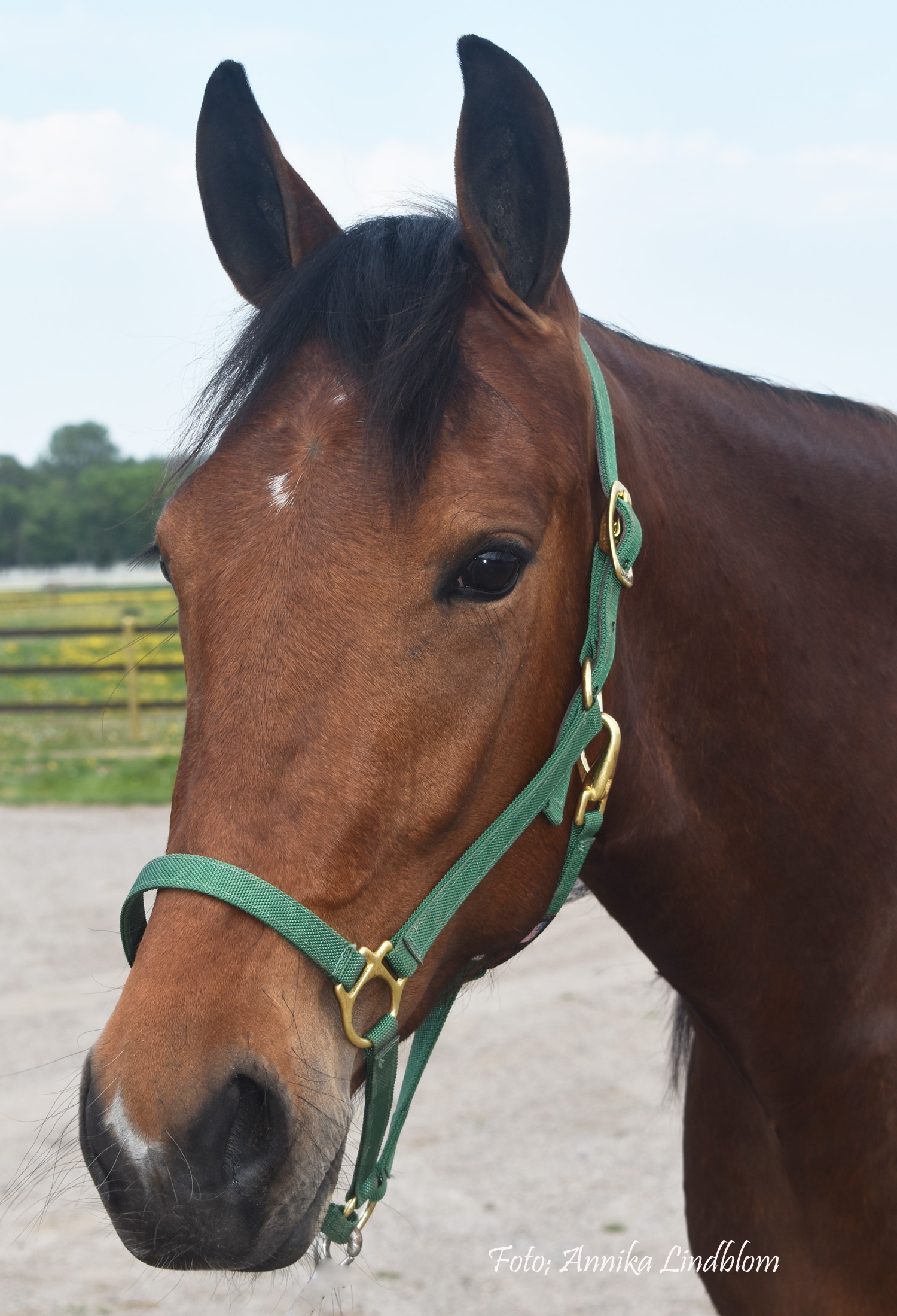 Cuddly Bear 190521-2